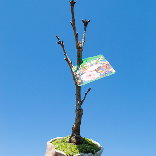 �ں��ߺϡ��̵��޺������ָ� ���ھƤ�ȭ������ߺ� ��ȭ����