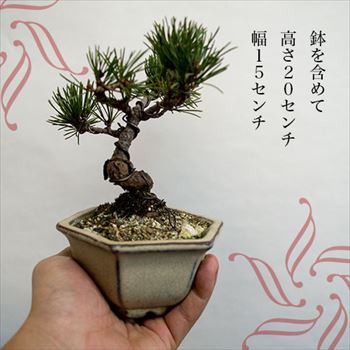 ھƤåס2ƫۤȸվƫȭۤʥӥåפǤӡ롪ŹΥᾦʡץ쥼Ȥ˺ŬǤ衪