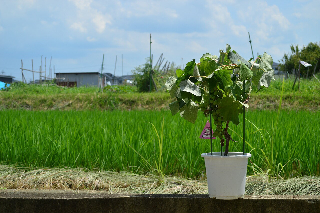 食べれる葡萄2023年 プラ鉢入り【ブドウの鉢植え】タノレッド　珍しい希少品種　見て食べて楽しむ　敬老の日のプレゼントに