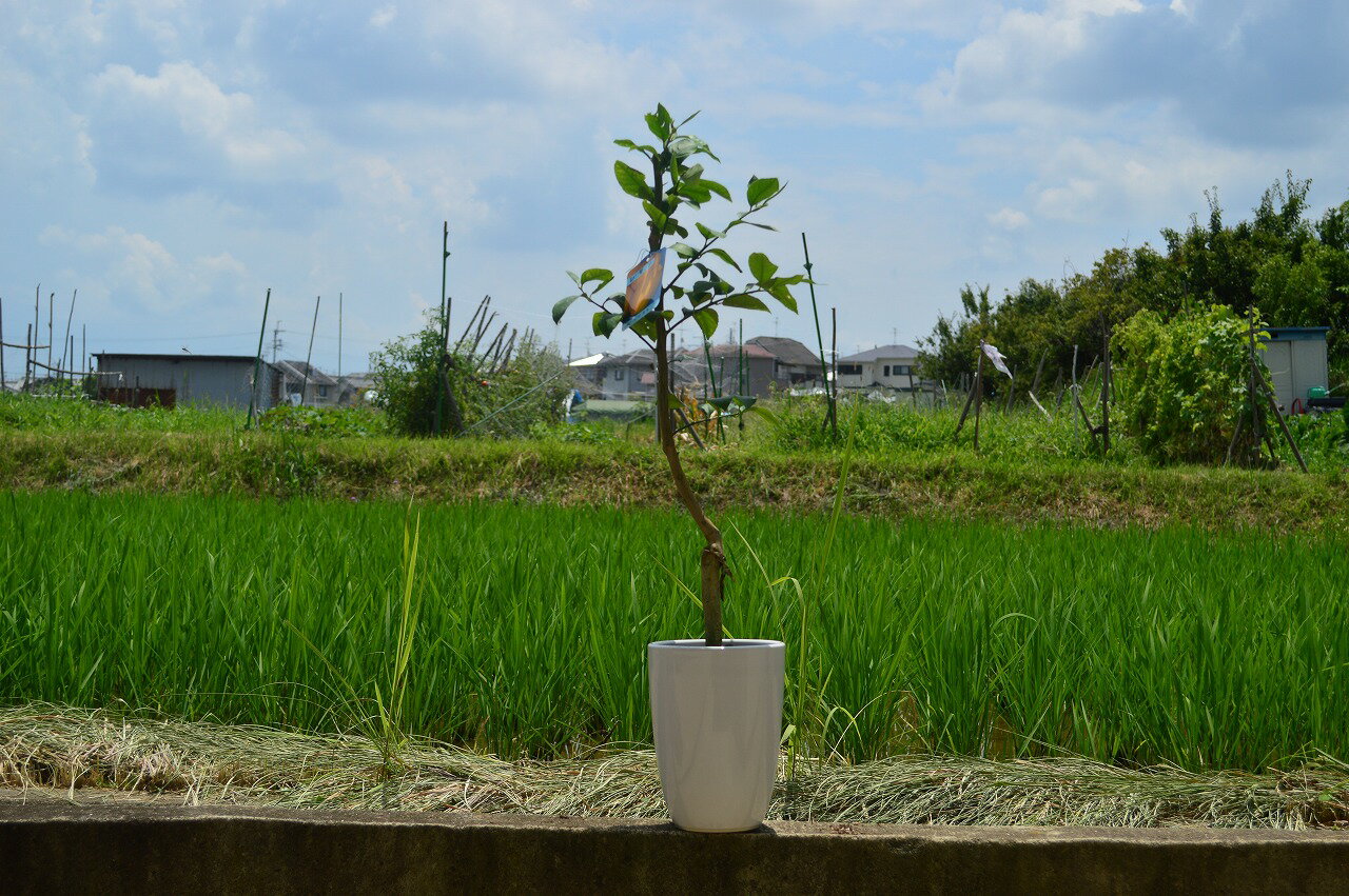 【食事を育てる】鉢で育てるレモン　とげなしレモン　陶器鉢入り　見てよし食べてよし　楽しみ育てる果樹　果実　2〜3年で結実します