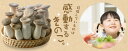 【送料無料】きのこ 詰め合わせ ギフトセット（中）北村きのこ園 鳥取県産 産地直送 要冷蔵 エリンギ えのき 他のメーカー商品との同梱不可 お歳暮 お中元 1日限定3セット 2