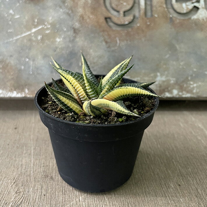 多肉植物ハオルチア属 リミフォリア ヴァリエガータ Limifolia variegata 2.5 号