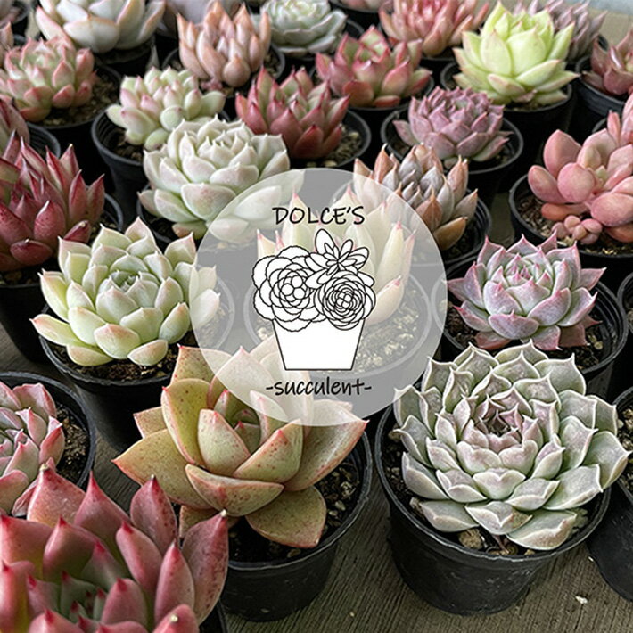 多肉植物 DOLCE’S -succulent- 2号ポット