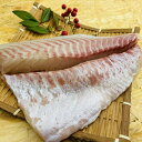 【送料無料】 百年漁師の真鯛 お刺身用サク 2パック 合計280g前後(水揚時1.7kg前後の真鯛半身分) 真鯛 鯛 の さしみ タイ お刺身 刺身 魚 海鮮 ...
