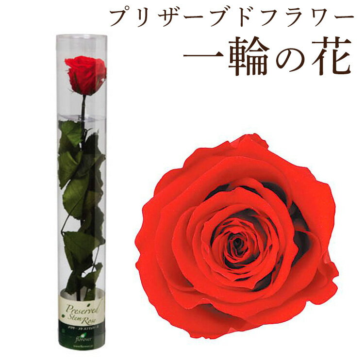 ɥƥ FL012 ȢƤϤޤ