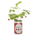いちご 苗 栽培 栽培セット 栽培キット 野菜 苺 イチゴ ストロベリー 送料無料 室内 子供 おうちで栽培 おうちでガーデニング 家庭菜園 自由研究 観察 初...
