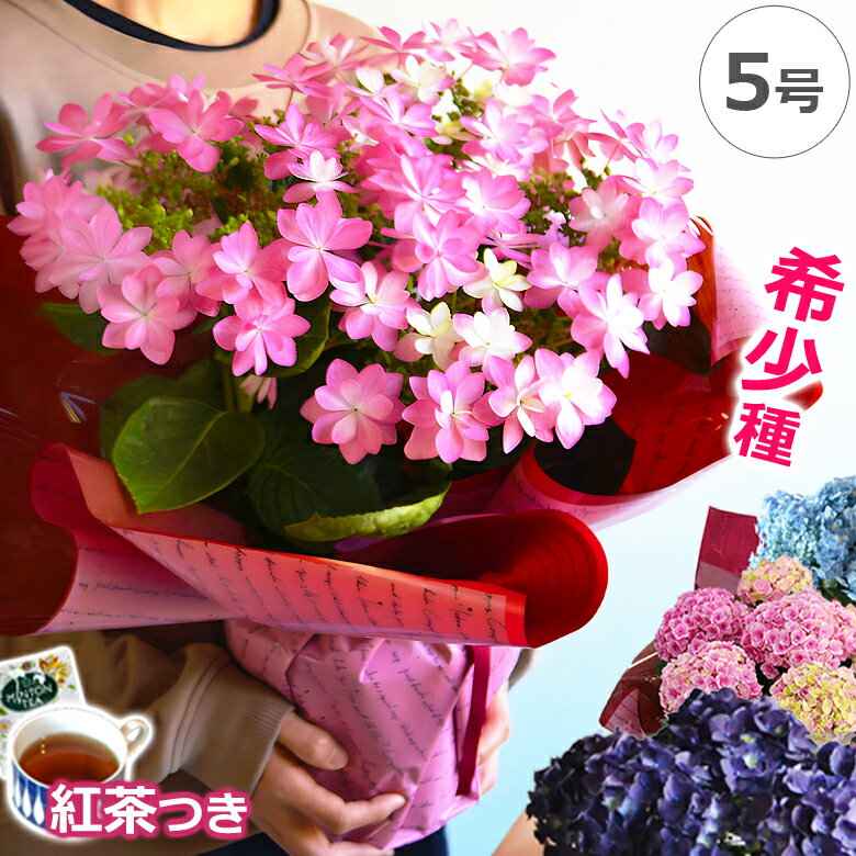 【品質重視 希少】アジサイ 5号鉢 母の日 プレゼント 花 早割 鉢植え あじさい 紫陽花 花鉢 ギフト 珍しい ボリューム 鉢花 ダンスパーティー 送料無料 毎年 咲く 筑紫ルビー 筑紫の風 義母 50代 60代 70代 80代 2024