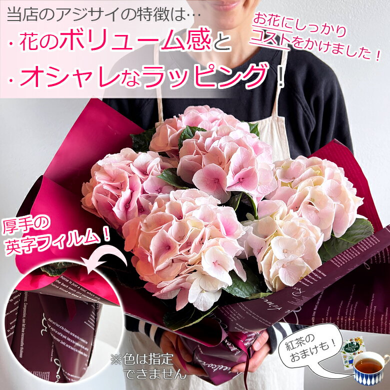 母の日 アジサイ【5号鉢より大きい5.5号】母の日 プレゼント 花 鉢植え あじさい 紫陽花 花鉢 ギフト 珍しい ボリューム 鉢花 ダンスパーティー 送料無料 新品種 毎年 咲く 筑紫ルビー 筑紫の風 義母 50代 60代 70代 80代 2025