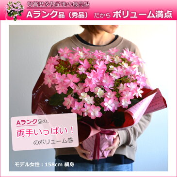 母の日 プレゼント あじさい 5号鉢 花 鉢植え 早割 ギフト 珍しい 紫陽花 希少 ボリューム 鉢花 花鉢 ダンスパーティー 筑紫 送料無料 2021