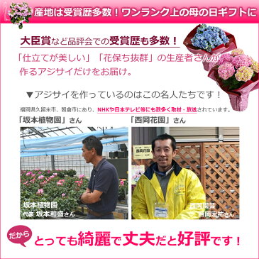 母の日 プレゼント あじさい 5号鉢 花 鉢植え 早割 ギフト 珍しい 紫陽花 希少 ボリューム 鉢花 花鉢 ダンスパーティー 筑紫 送料無料 2021