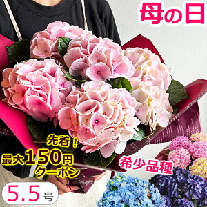 母の日 アジサイ【5号鉢より大きい5.5号】母の日 プレゼント 花 鉢植え あじさい 紫陽花 花鉢 ギフト 珍しい ボリューム 鉢花 ダンスパーティー 送料無料 新品種 毎年 咲く 筑紫ルビー 筑紫の風 義母 50代 60代 70代 80代 2025