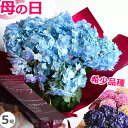 ＼今の価格4/30まで／アジサイ 5号鉢 母の日 プレゼント 花 鉢植え あじさい 紫陽花 花鉢 ギフト 珍しい ボリューム 鉢花 ダンスパーティー 送料無料 毎年 咲く 筑紫ルビー 筑紫の風 義母 50代 60代 70代 80代 2024