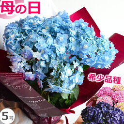 筑紫の風 アジサイ 【品質重視 希少】アジサイ 5号鉢 母の日 プレゼント 花 鉢植え あじさい 紫陽花 花鉢 ギフト 珍しい ボリューム 鉢花 ダンスパーティー 送料無料 毎年 咲く 筑紫ルビー 筑紫の風 義母 50代 60代 70代 80代 2024