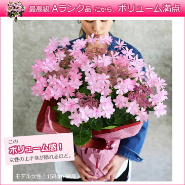 母の日 プレゼント アジサイ【ひと回り大きい6号鉢】 あじさい 鉢植え 早割 ギフト 紫陽花 鉢花 花鉢 珍しい 希少 ダンスパーティー ピンク 青 ブルー 赤 送料無料 2021