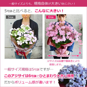 母の日 プレゼント アジサイ【ひと回り大きい6号鉢】 あじさい 鉢植え 早割 ギフト 紫陽花 鉢花 花鉢 珍しい 希少 ダンスパーティー ピンク 青 ブルー 赤 送料無料 2021