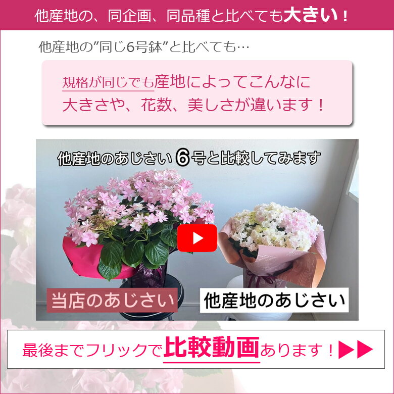 楽天市場 母の日 プレゼント アジサイ ひと回り大きい6号鉢 あじさい 鉢植え 早割 ギフト 紫陽花 鉢花 花鉢 珍しい 希少 ダンスパーティー ピンク 青 ブルー 赤 送料無料 21 バラの花束 通販 Hana Rug
