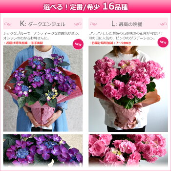 楽天市場 母の日 プレゼント アジサイ ひと回り大きい6号鉢 あじさい 鉢植え 早割 ギフト 紫陽花 鉢花 花鉢 珍しい 希少 ダンスパーティー ピンク 青 ブルー 赤 送料無料 21 バラの花束 通販 Hana Rug 楽天市場 母の日 プレゼント アジサイ ひと回り大きい6号鉢 あじさい 鉢植え 早割 ギフト 紫陽花 鉢花 花鉢 珍しい 希少 ダンスパーティー ピンク 青 ブルー 赤 送料無料 21 バラの花束 通販 Hana Rug