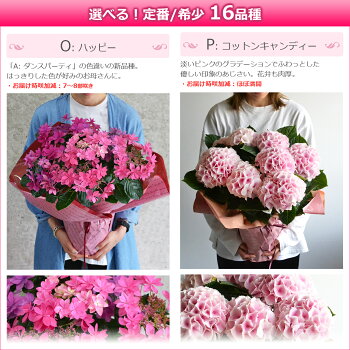楽天市場 母の日 プレゼント アジサイ ひと回り大きい6号鉢 あじさい 鉢植え 早割 ギフト 紫陽花 鉢花 花鉢 珍しい 希少 ダンスパーティー ピンク 青 ブルー 赤 送料無料 21 バラの花束 通販 Hana Rug 楽天市場 母の日 プレゼント アジサイ ひと回り大きい6号鉢 あじさい 鉢植え 早割 ギフト 紫陽花 鉢花 花鉢 珍しい 希少 ダンスパーティー ピンク 青 ブルー 赤 送料無料 21 バラの花束 通販 Hana Rug