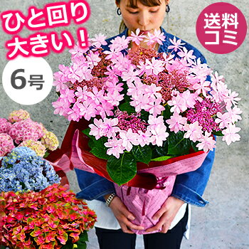 母の日 プレゼント アジサイ【ひと回り大きい6号鉢】 あじさい 鉢植え 早割 ギフト 紫陽花 鉢花 花鉢 珍しい 希少 ダンスパーティー ピンク 青 ブルー 赤 送料無料 2021