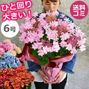 母の日 あじさい 鉢植え【ワンサイズ大きい6号鉢】 アジサイ...