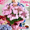 ＼25日まで限定クーポン／あじさい 6号鉢 母の日 プレゼント 花 アジサイ 紫陽花 鉢植え ギフト 鉢花 花鉢 珍しい 希少 ダンスパーティー 筑紫ルビー 毎年 咲く 送料無料 ピンク 青 ブルー 赤 紫 義母 50代 60代 70代 80代 90代 2024