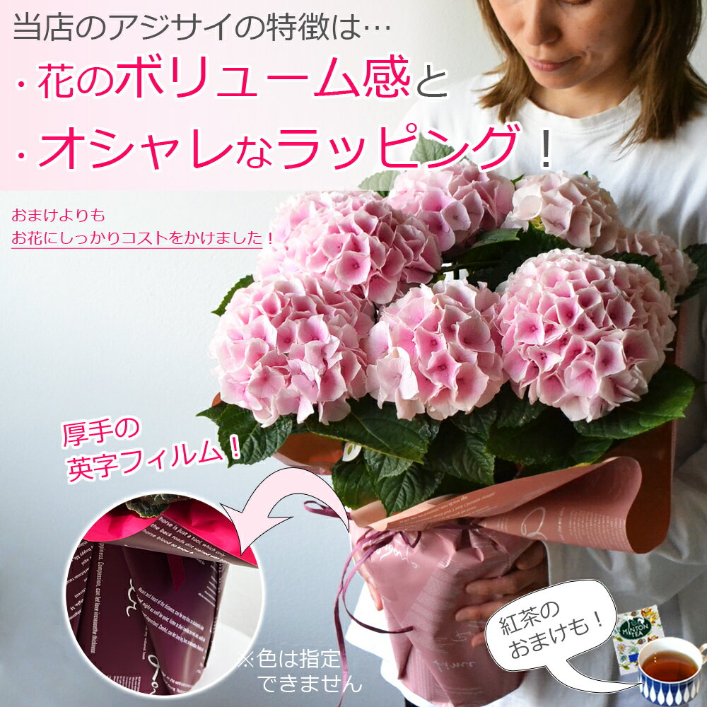 【ワンサイズ大きい】あじさい 6号鉢 母の日 プレゼント 花 早割 アジサイ 紫陽花 鉢植え ギフト 鉢花 花鉢 珍しい 希少 ダンスパーティー 筑紫ルビー 毎年 咲く 送料無料 ピンク 青 ブルー 赤 紫 義母 50代 60代 70代 80代 90代 2024