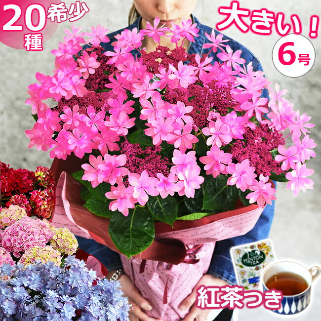 【ひと回り大きい6号鉢アジサイ】母の日 プレゼント 鉢植え 珍しい あじさい 紫陽花 送料無料