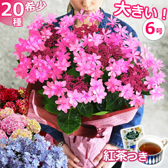 【ワンサイズ大きい】あじさい 6号鉢 プレゼント 花 アジサイ 紫陽花 鉢植え 母の日 ギフト 鉢花 花鉢 珍しい 希少 ダンスパーティー 筑紫ルビー 毎年 咲く 送料無料 ピンク 青 ブルー 赤 紫 義母 50代 60代 70代 80代 2024