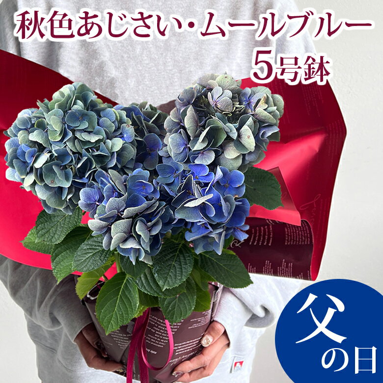 父の日 プレゼント 花 秋色アジサイ・ムールブルー 鉢植え 誕生日 記念日 ギフト あじさい 紫陽花 珍しい 希少 鉢花 花鉢 送料無料 2023