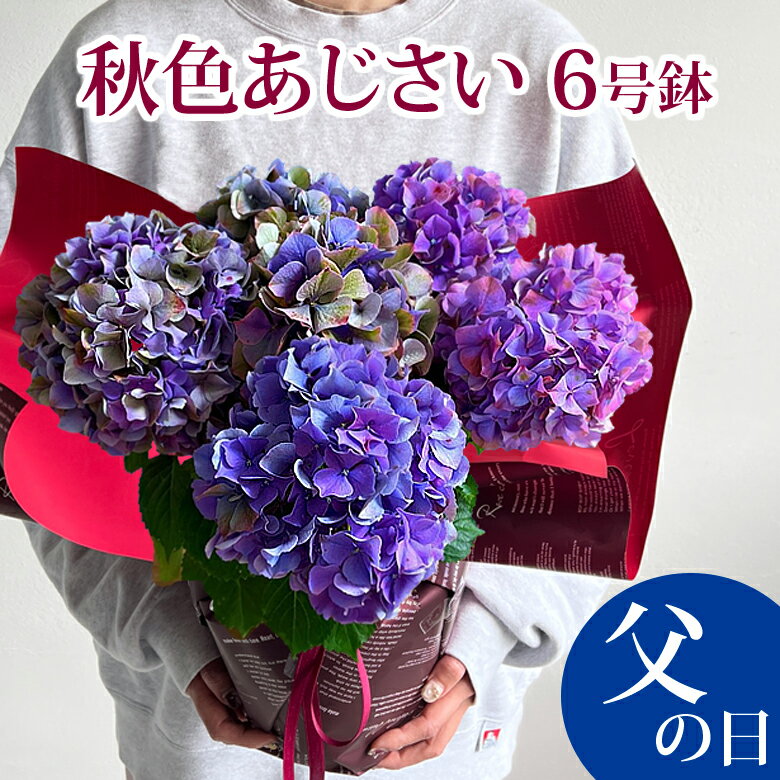 父の日 プレゼント 花 秋色アジサイ【ワンサイズ大きい6号鉢】鉢植え 誕生日 記念日 ギフト あじさい 紫陽花 珍しい 希少 鉢花 花鉢 送料無料 2023