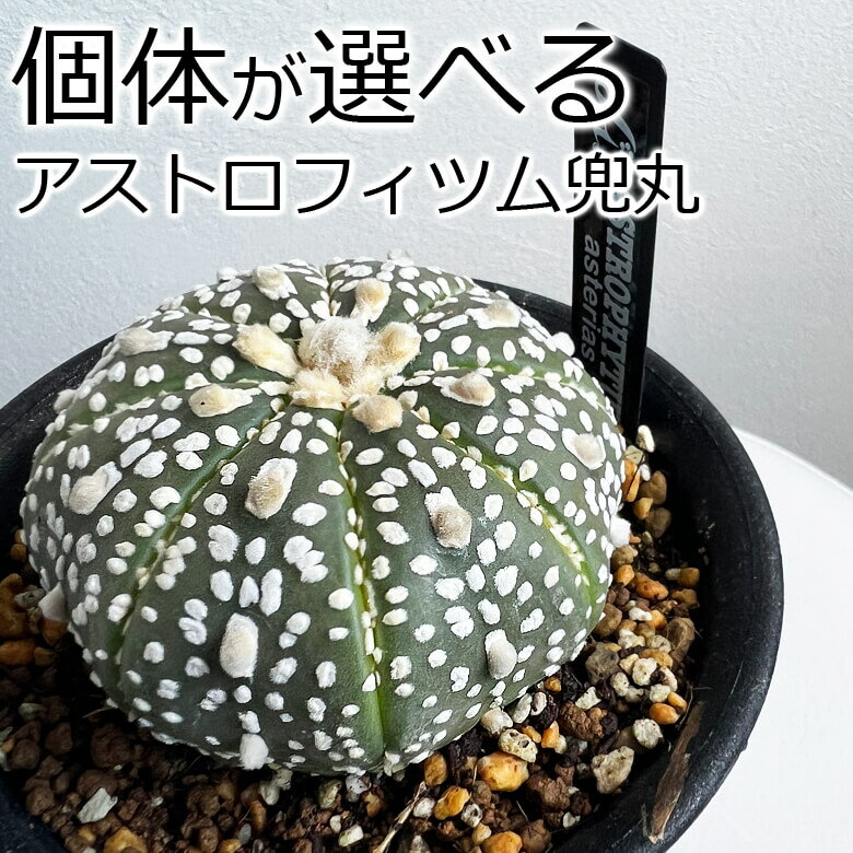 アストロフィツム 兜丸 6～7cm 3.5号鉢 サボテン 観葉植物 送料無料 引越し祝いお祝い アジアン おしゃれ インテリア 開店祝い 移転祝い 大型 室内 オフィス 事務所 ギフト プレゼント