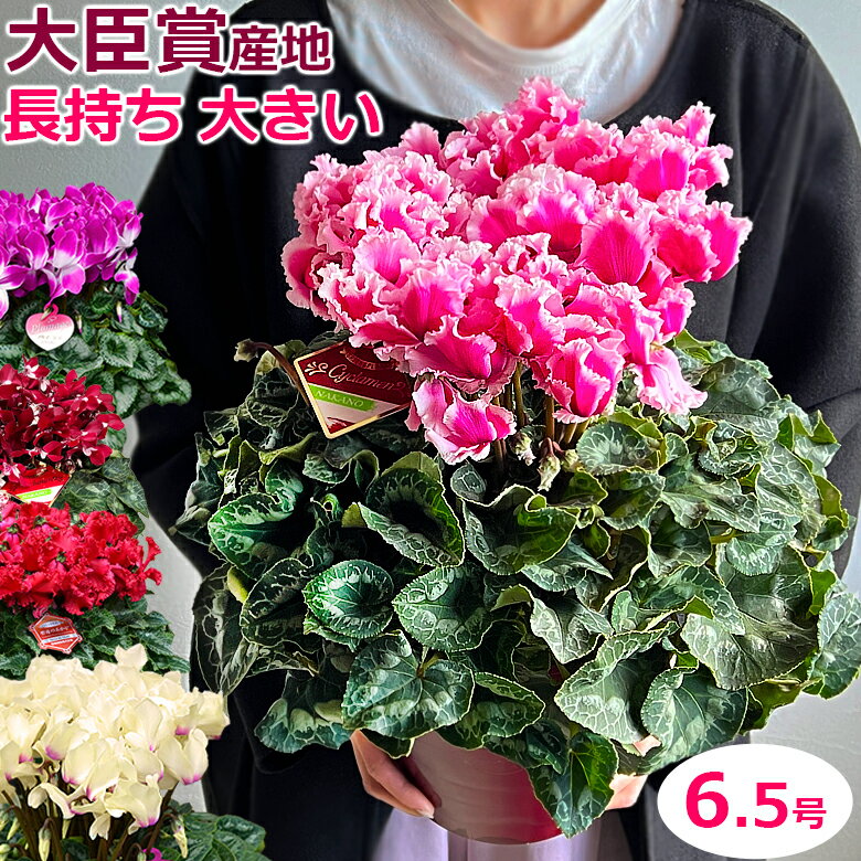 シクラメン 【6.5号】大臣賞産地の大株 6号 6号鉢 鉢植え【ラッピング無料】ギフト プレゼントお歳暮 誕生日 天使の羽 最高級 花 新品種 希少 珍しい 贈答品 送料無料のサムネイル