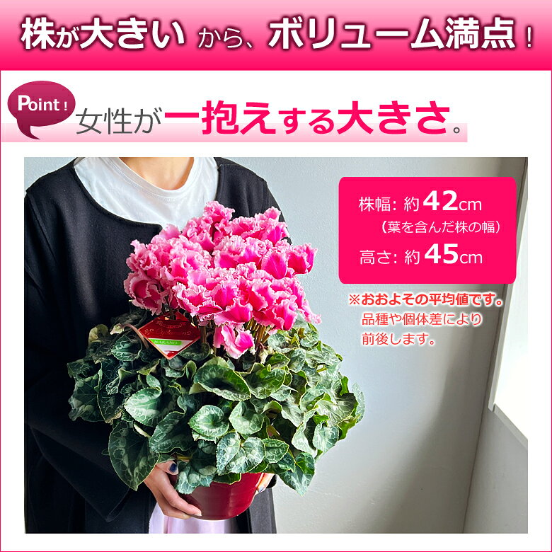 シクラメン【6号鉢より大きい6.5号】【日時指定OK】 お歳暮 鉢植え 誕生日 プレゼント ギフト クリスマス 贈り物 お正月 お年賀 最高級 花 鉢花 冬 新品種 希少 珍しい イリュージア 贈答品 送料無料 hana-rug-10000960 バラの花束 シクラメンのHana-rug サンプル画像2