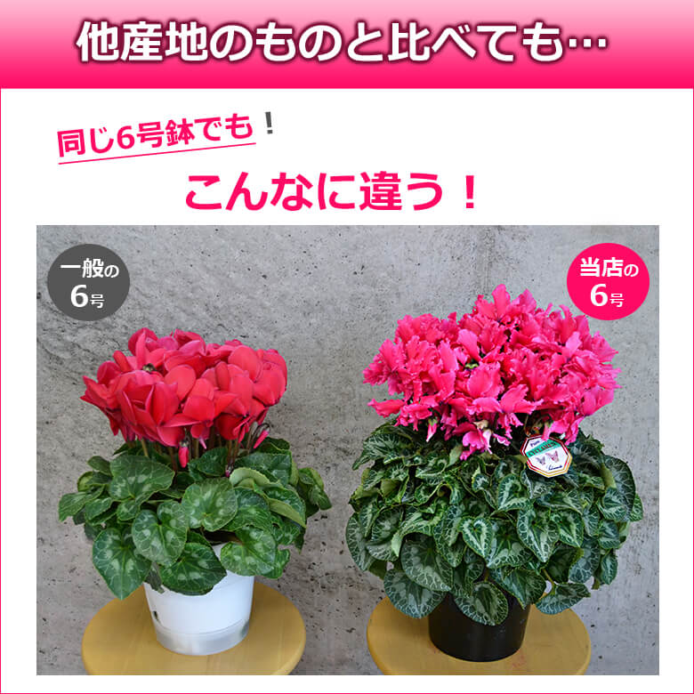 シクラメン【6号鉢より大きい6.5号】【日時指定OK】 お歳暮 鉢植え 誕生日 プレゼント ギフト クリスマス 贈り物 お正月 お年賀 最高級 花 鉢花 冬 新品種 希少 珍しい イリュージア 贈答品 送料無料 hana-rug-10000960 バラの花束 シクラメンのHana-rug サンプル画像3