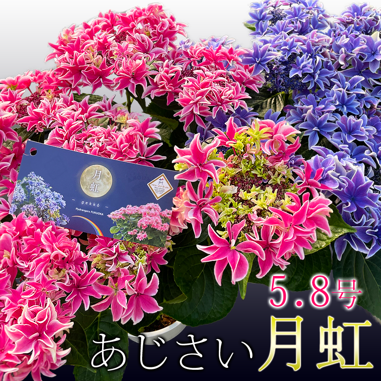 あじさい 月虹 母の日 プレゼント 花 鉢植え【ひと回り大きい5.8号鉢】ほぼ6号鉢 紫陽花 アジサイ ギフト 鉢花 花鉢 珍しい 希少 毎年 咲く 送料無料 ピンク 青 ブルー 義母 2023