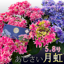 【残りわずか】あじさい 月虹 母の日 プレゼント 花 鉢植え【ひと回り大きい5.8号鉢】ほぼ6号鉢 紫陽花 アジサイ ギフト 鉢花 花鉢 珍しい 希少 毎年 咲く 送料無料 ピンク 青 ブルー 義母 2023