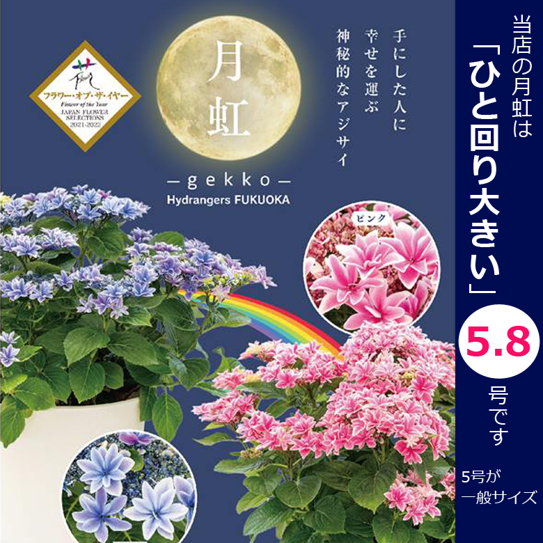 あじさい 月虹 母の日 プレゼント 花 鉢植え【ひと回り大きい5.8号鉢】ほぼ6号鉢 紫陽花 アジサイ ギフト 鉢花 花鉢 珍しい 希少 毎年 咲く 送料無料 ピンク 青 ブルー 義母 2023