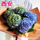 秋色アジサイ 西安ピンク ブルー 5号鉢 母の日 プレゼント ギフト シーアン あじさい 紫陽花 鉢花 花鉢 送料無料 2024