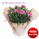 カーネーション 5号 ピンク 母の日 プレゼント 花 鉢植え お花 2025 ギフト 生花 ツインテールラッピング ギフト 送料無料 特典アリ プレゼント 鉢植...