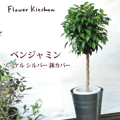 【終了】(観葉)季節の花鉢シリーズ『ベンジャミン Lサイズ 7号鉢 【イケア】【IKEA】 の ソッケル シルバー 鉢カバー付き 』ベンジャミン フィカス・ベンジャミナ 【送料無料】ギフト 観葉植物 インテリア 鉢植え 開店 祝 誕生日 大型 大きい FKTKのサムネイル