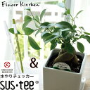 (観葉)『 ガジュマル四角陶器 + サスティーM 』植物水分計セット ガジュマル 多幸の樹 幸福の木 観葉植物 インテリア 鉢植え 開店 引越し 祝い 引越し祝...