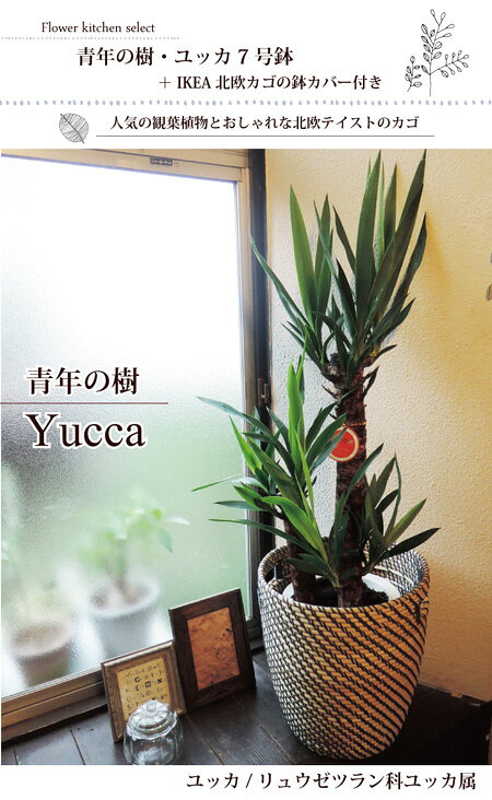 （観葉）『 ユッカ の鉢植え7号鉢 × 北欧スタイルカゴ 』 (観葉)【青年の樹】【カゴ付き】 育てやすい 季節の花鉢シリーズ 鉢植え 誕生日 開店 引越し 引越し祝い 新築祝い 【送料無料】 観葉植物【モダン】 インテリア 05P23Apr16 FKTK hanaki-web-10000592 FlowerKitchen for Business サンプル画像2