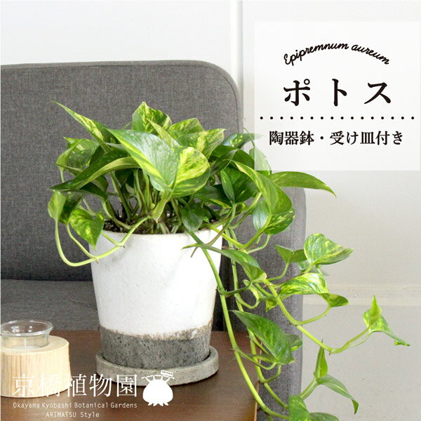 【選べる鉢カラー】ポトス 5号【陶器鉢/VIFFPOT】【受け皿付き】【おしゃれなツートンカラー】【インテリア おしゃれ 人気 楽天 通販 ギフト プレゼント】