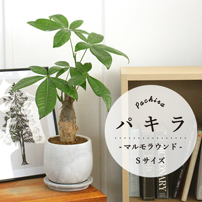【マラソンクーポン有り】【マルモラウンドSサイズ】パキラ【受け皿付き】【おしゃれなモルタル製鉢】【卓上サイズ/シンプル/スリム/ホワイト/白/黒/鉢植え/ギフト/プレゼント/お祝い/おしゃれ/観葉/植物】のサムネイル