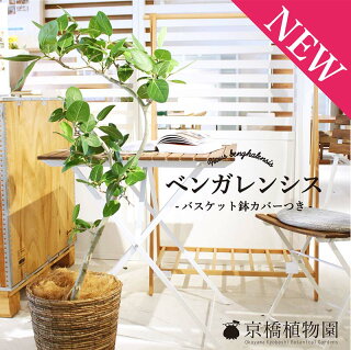 現役花屋が勧めるおしゃれな観葉植物5選 大型で育てやすさ抜群 アート 絵画販売 通販 Wasabi 現代アートの通販 現役花屋が勧めるおしゃれな観葉植物5選 大型で育てやすさ抜群 アート 絵画販売 通販 Wasabi 現代アートの通販