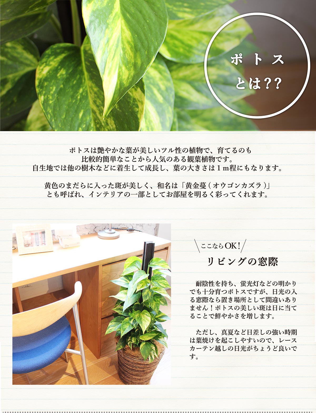 �ڤ��줤��������ۥݥȥ�7������٤�Х����å�ȭ���С��դ��ۡڥߥɥ륵����/����ƥꥢ/���ˤ�/��Ź�ˤ�/���۽ˤ�/���۽ˤ�/���ե�/�ץ쥼���/��Ƥ䤹��/���տ�ʪ/��ŷ/����/�緿��