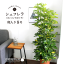 【マラソンクーポン有!】★斑入り★ ホンコンカポック 8号【シェフレラ】【ヤドリフカノキ】【ミドルサイズ】