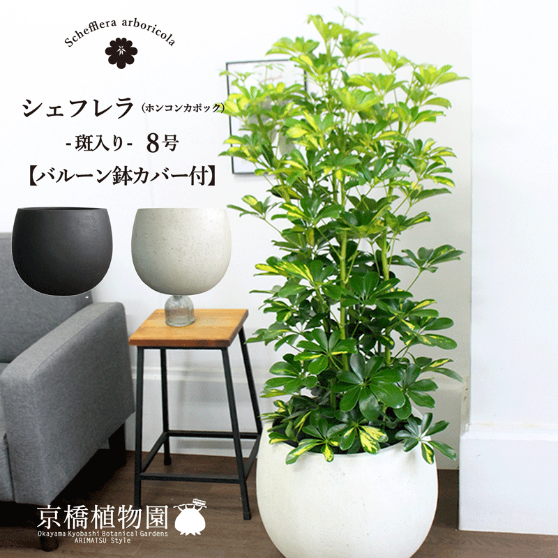 【マラソンクーポン有！】【選べるバルーン鉢カバー付き】★斑入り★　ホンコンカポック　8号【シェフレラ】【ヤドリフカノキ】【ミドルサイズ】