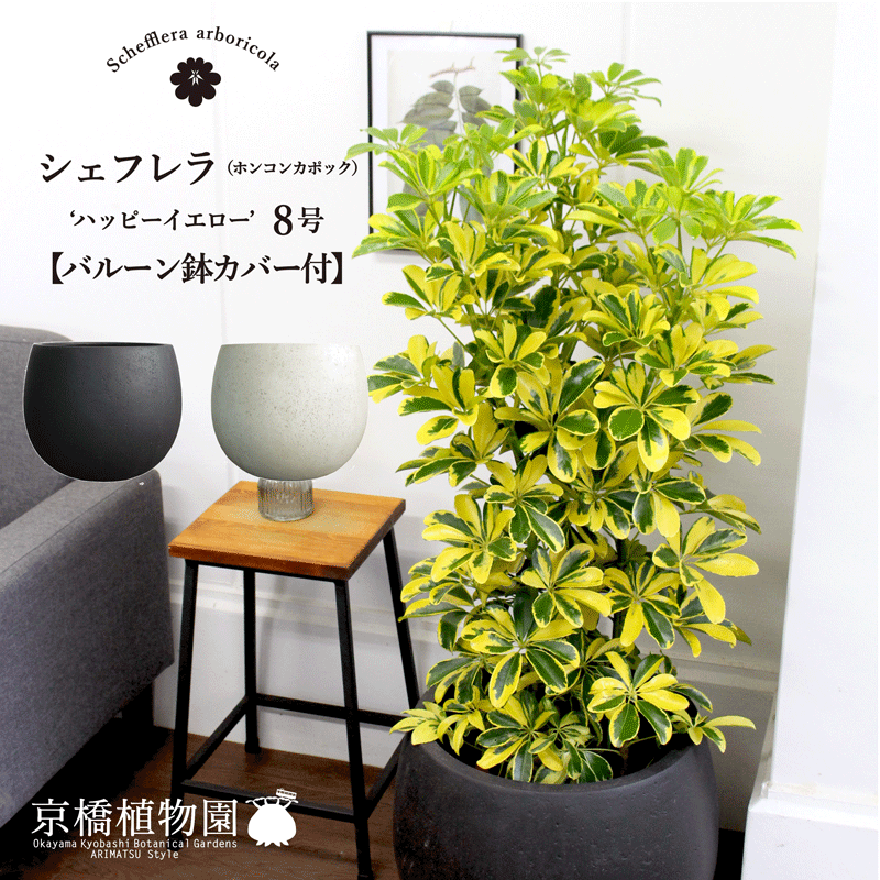 楽天市場】スイッチングハブ（観葉植物｜花・観葉植物）：花・ガーデン 