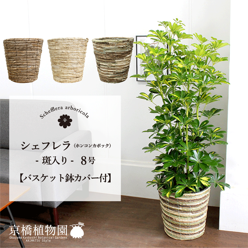 【マラソンクーポンあり】【選べるバスケット鉢カバー付き】★斑入り★ホンコンカポック8号【シェフレラ】【ヤドリフカノキ】【ミドルサイズ】